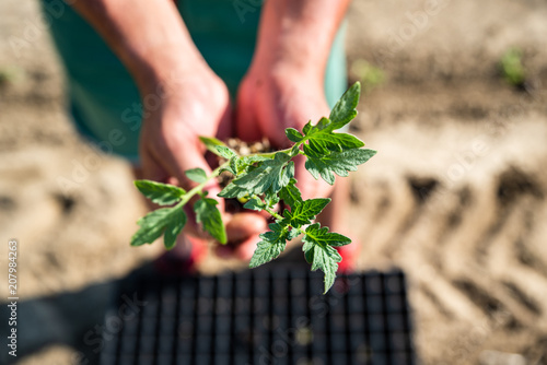 Hands holding soil and plant