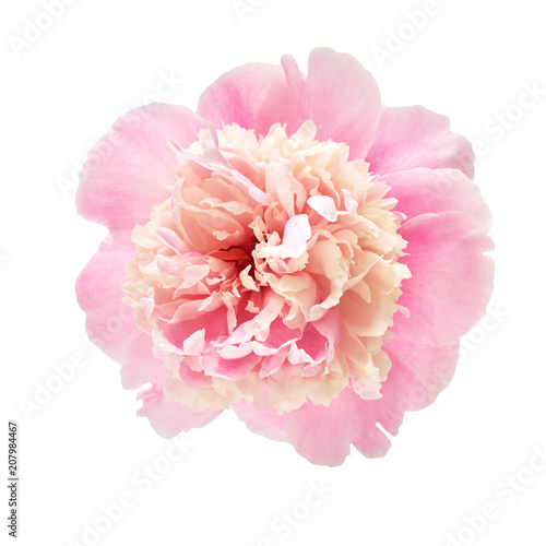 Beautiful pink peony isolated over white with clipping path
