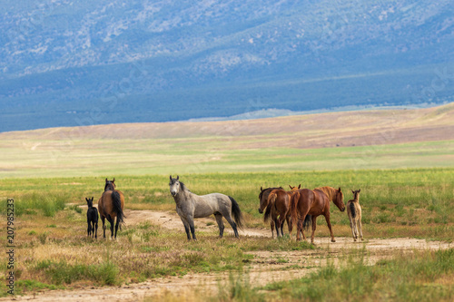 Herd of wild Horses in the Utah Desert in Summer