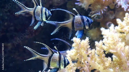 banggai island cardinal fish brilliant striped eye blue coral reef - endangered tropical fish species