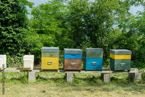 Beehives with bees