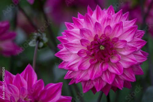Beautiful pink Dahlia Flower 