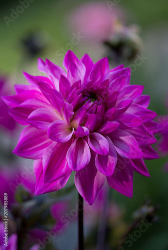 Fototapeta Naklejka Na Ścianę i Meble -  Beautiful pink Dahlia Flower 