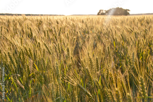 Wheat field in village  golden lights 
