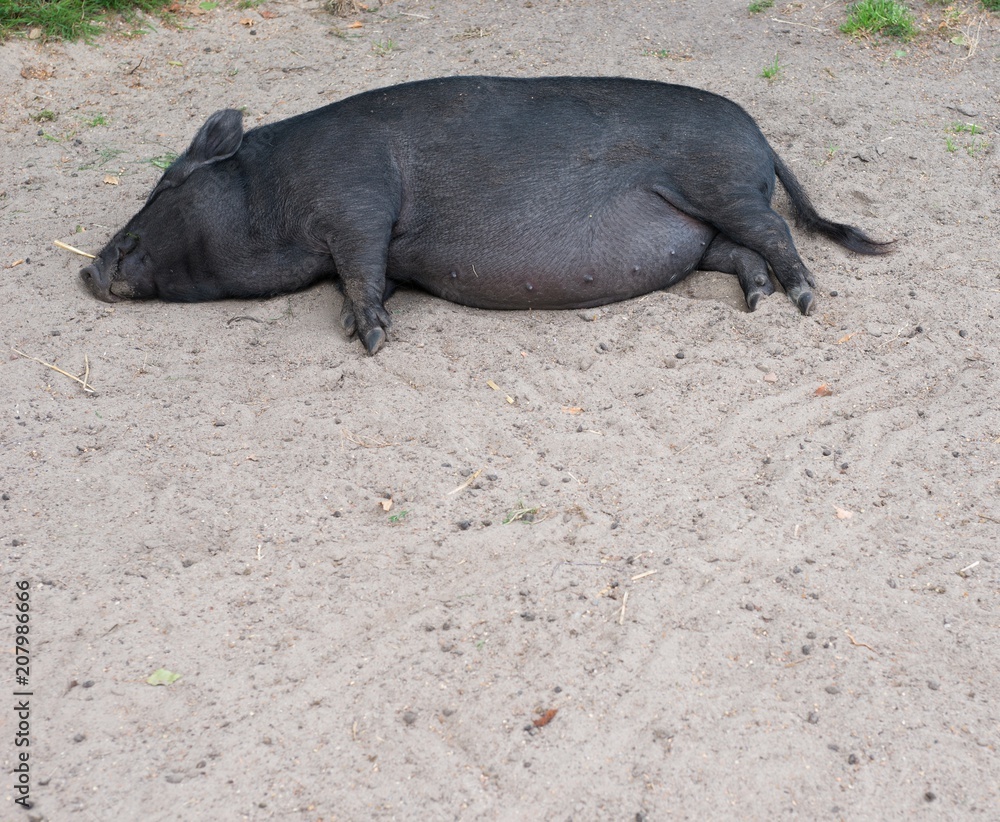 Schwarzes Minischwein, Hängebauchschwein, schläft glücklich im Sand, Mecklenburg-Vorpommern, Deutschland, Europa Schwarzes Minischwein, Hängebauchschwein, schläft glücklich im Sand, Mecklenburg-Vorpommern, Deutschland, Europa