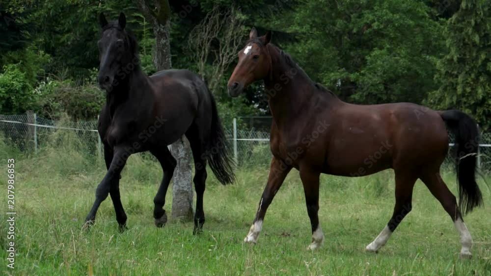 Horses running in the meadow in slow motion Horses running in the meadow in slow motion