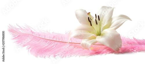 Fototapeta Naklejka Na Ścianę i Meble -  White lily on Pink Feather - huge pink feather isolated on white background with a white lily head laid on top 
