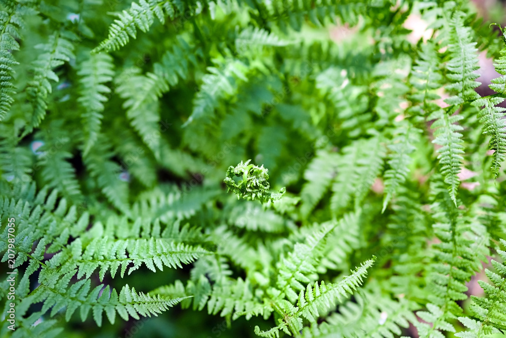 Blooming young fern leaf in the spring forest. Green wild plant. Sunny day Blooming young fern leaf in the spring forest. Green wild plant. Sunny day