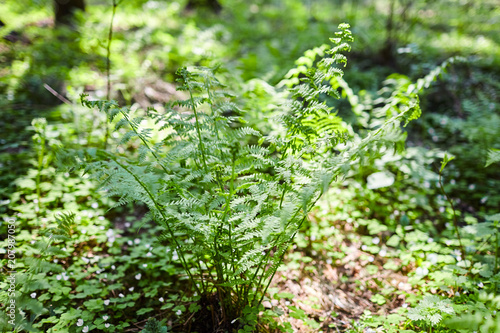 The leaves of the young fern in the spring forest. Green wild plant. Sunny day
