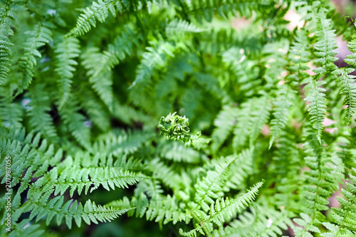Blooming young fern leaf in the spring forest. Green wild plant. Sunny day