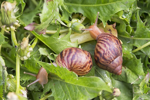 hand snails of walk in the grass photo