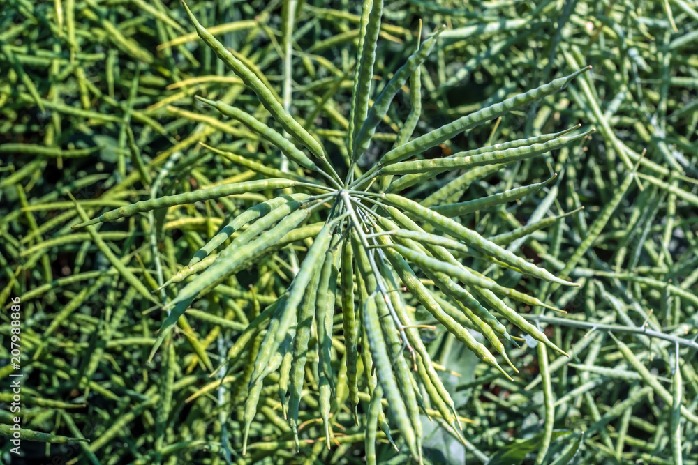 branch of rapeseed, on all sides evenly studded with pods filled with beans branch of rapeseed, on all sides evenly studded with pods filled with beans
