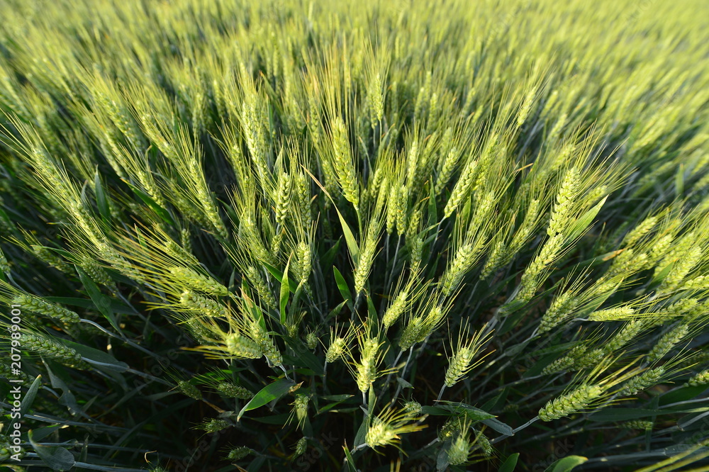 Fototapeta premium Wheat in the field