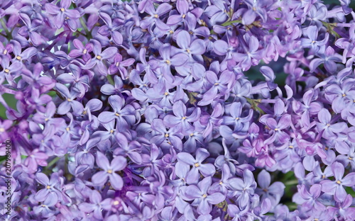 natural texture of lilac flowers background © Konstantin