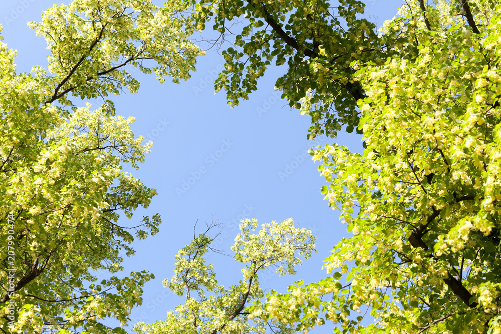 lush green treetops and blue sky lush green treetops and blue sky