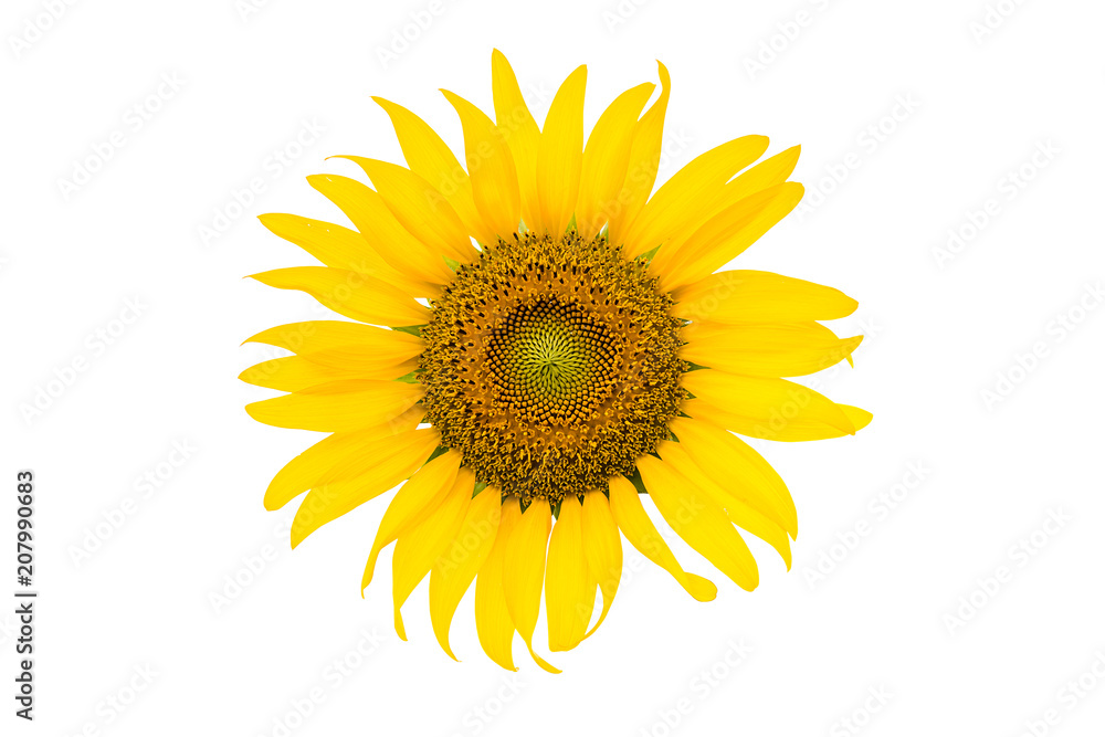 Sunflower Isolated on white background with clipping path Sunflower Isolated on white background with clipping path