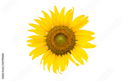 Sunflower Isolated on white background with clipping path