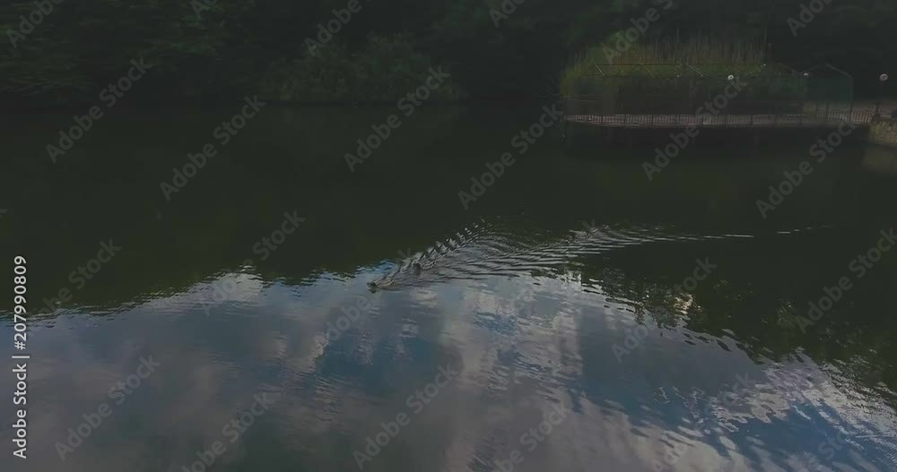 Aerial camera ducks float in lake in which reflects beautiful dense forest and boundless blue sunny sky with white clouds Aerial camera ducks float in lake in which reflects beautiful dense forest and boundless blue sunny sky with white clouds