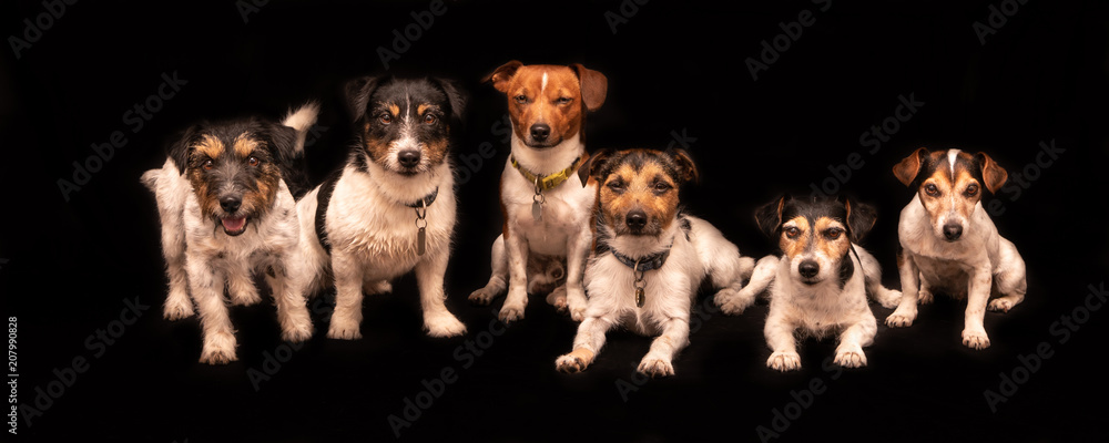 six funny cute little dogs sitting and standing by side in a row in front of black background - a pack of tricolor Jack Russell Terrier hounds