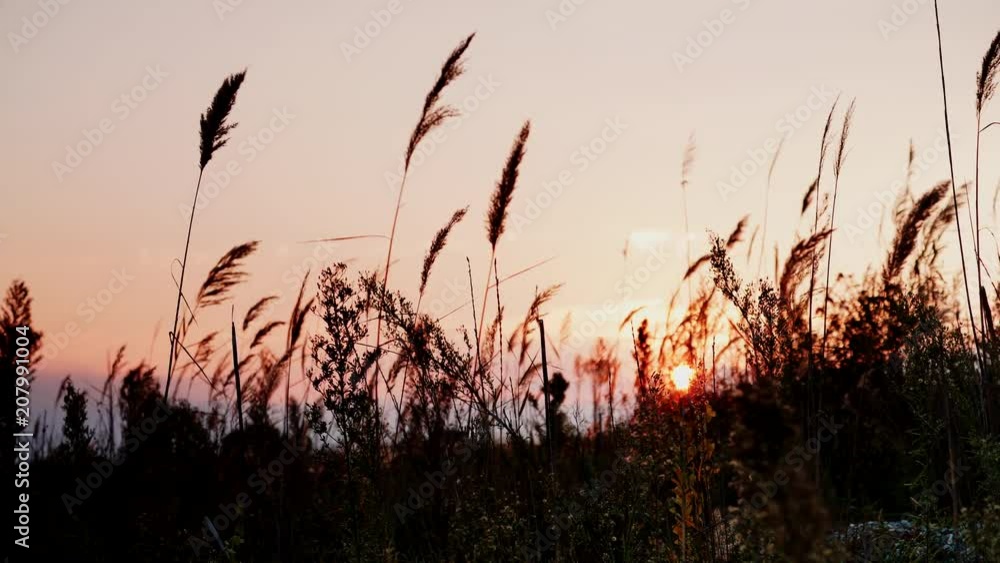 Dried stalks of reeds against the background of golden orange sunset sky. Dried stalks of reeds against the background of golden orange sunset sky.