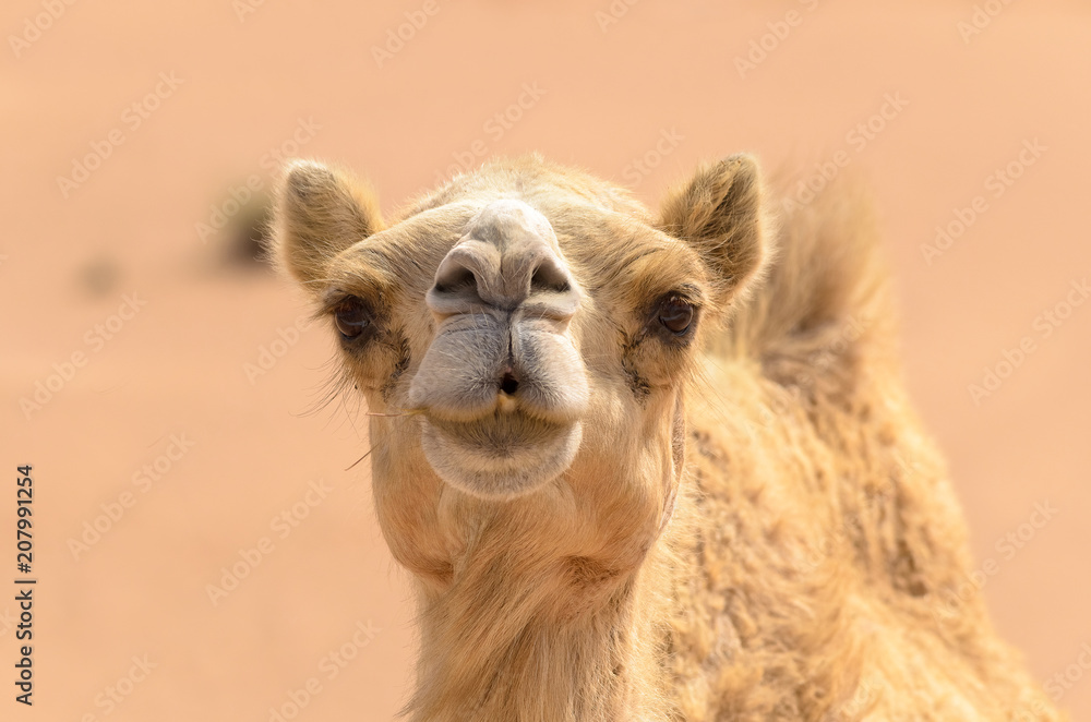 Camel head close up