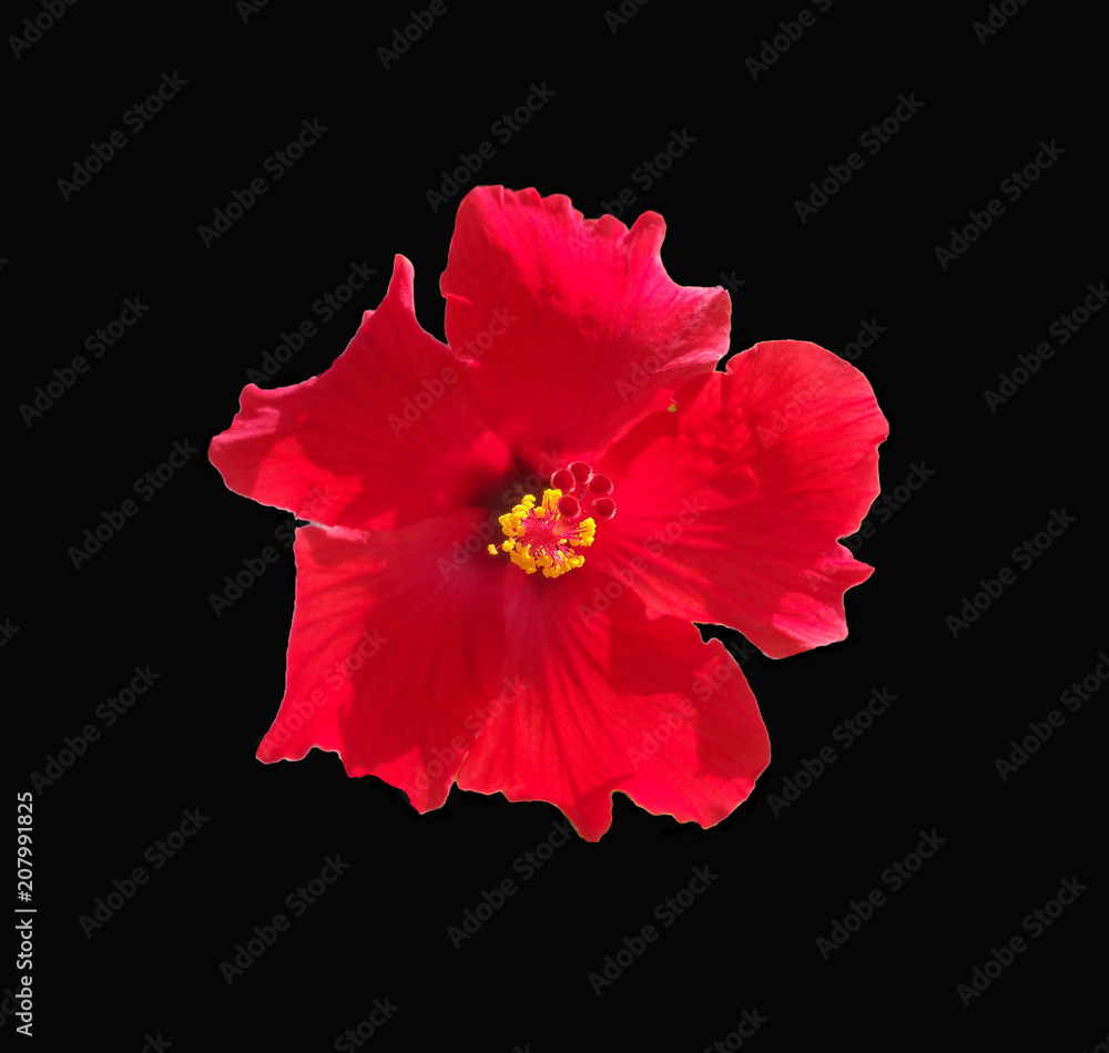 Isolated red tropical Hibiscus against a dramtic black background.
