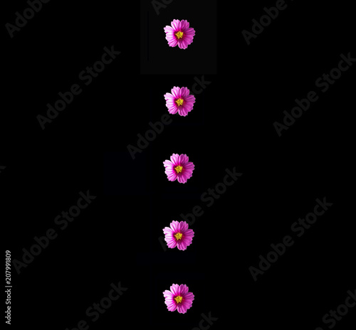 row of purple Cosmos flowers against a dramatic black background. © Sunny Daze Photo