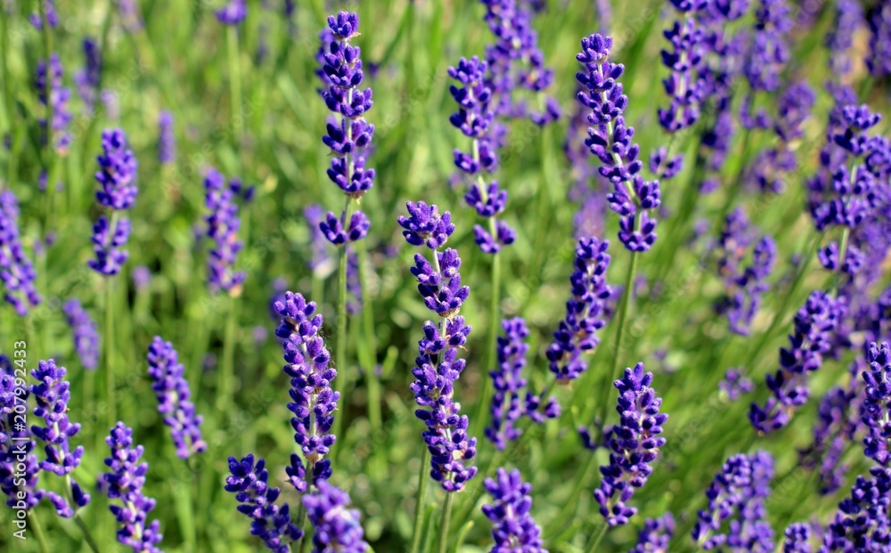 Fototapeta premium Gardening, cultivation,environment and care of aromatic plants concept: purple,fragrant and blooming buds of lavender flowers on a sunny day.