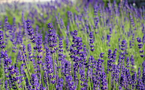 Gardening  cultivation environment and care of aromatic plants concept  purple fragrant and blooming buds of lavender flowers on a sunny day.