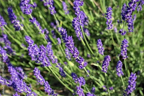 Gardening  cultivation environment and care of aromatic plants concept  purple fragrant and blooming buds of lavender flowers on a sunny day.