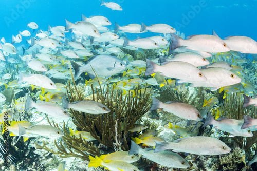 Healthy Reefs Have Fish photo