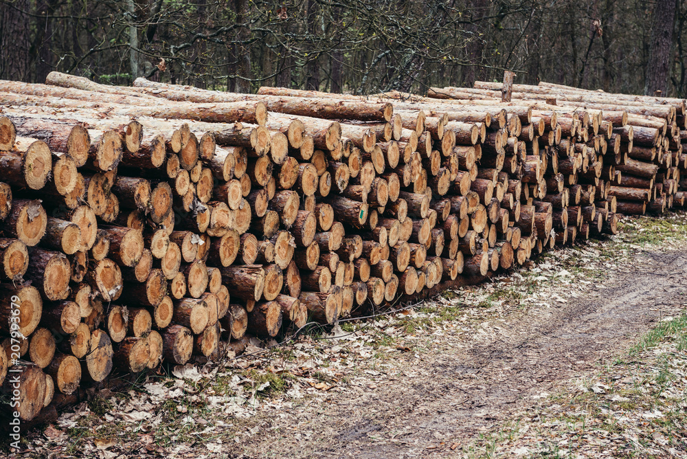 Pine tree logs in Kampinos Forest near Warsaw in Poland