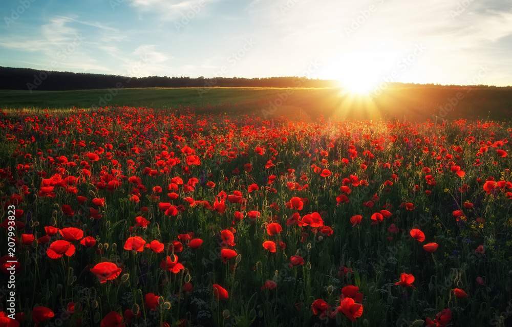 Field with red poppies, colorful flowers against the sunset sky