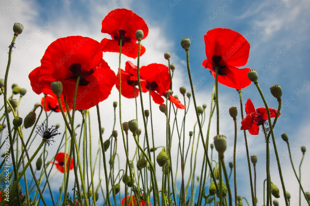 Obraz premium Beautiful flowers Poppies against the blue sky