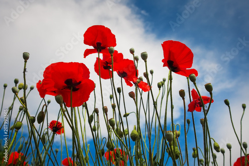 Beautiful flowers Poppies against the blue sky