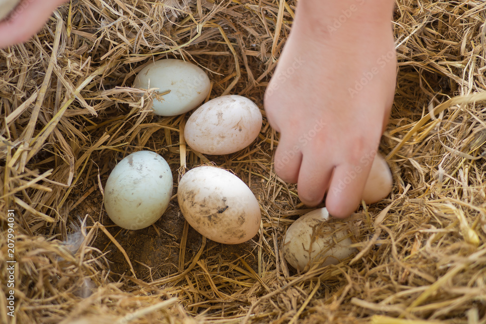 Duck egg on ground, fresh eggs