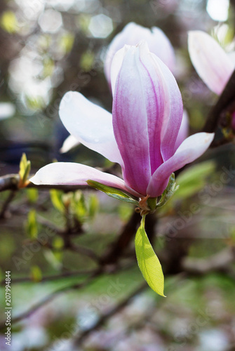 Beautiful magnolias in a park