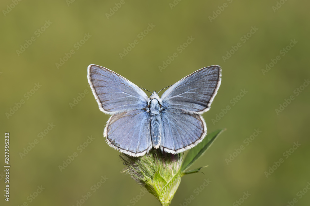 Fototapeta premium Lycaenidae / Çokgözlü Amanda / Amanda blue / Polyommatus amandus 