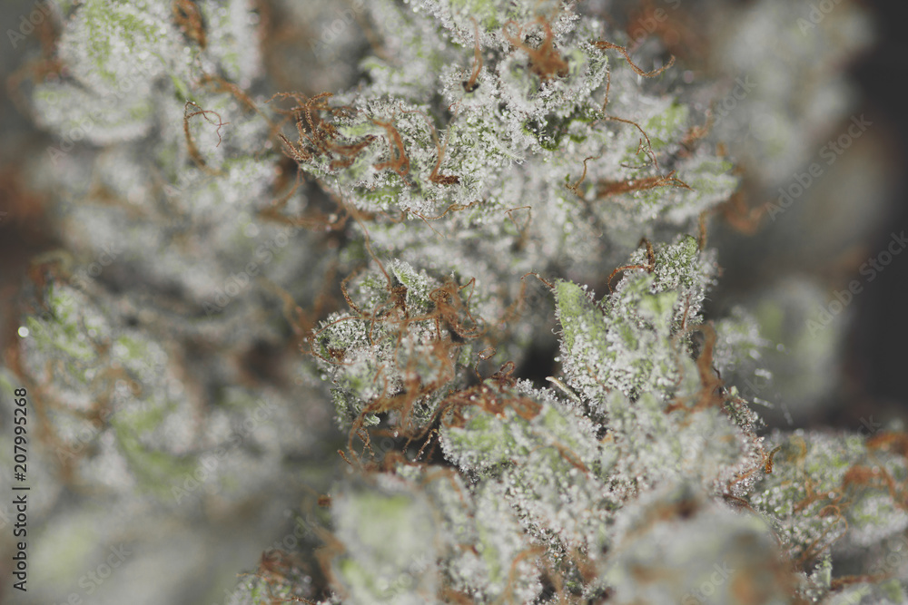 Marco close up shot of marijuana flower buds Marco close up shot of marijuana flower buds