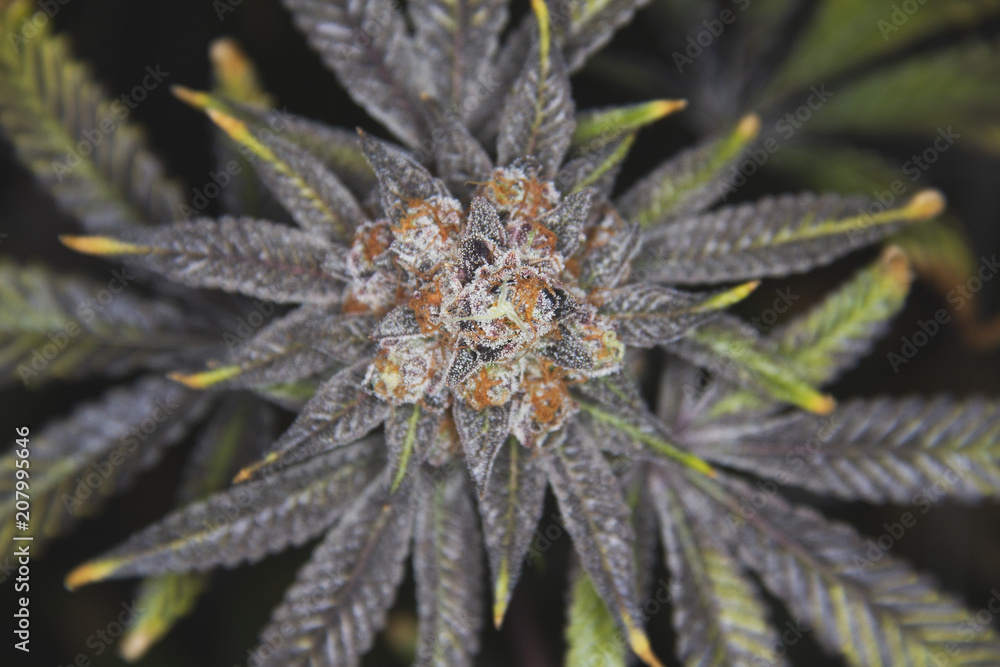 Top shot of marijuana cannabis weed plant Top shot of marijuana cannabis weed plant