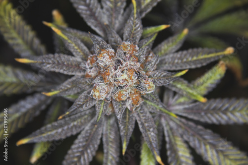 Top shot of marijuana cannabis weed plant