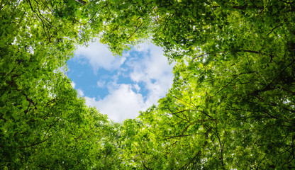 Green leaves background, blue sky heart shape cloud ecology concept idea eco love symbol background abstract