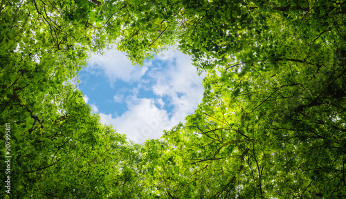 Canvas Print Green leaves background, blue sky heart shape cloud ecology concept idea eco lov