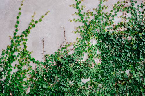 Creeping Fig Wall