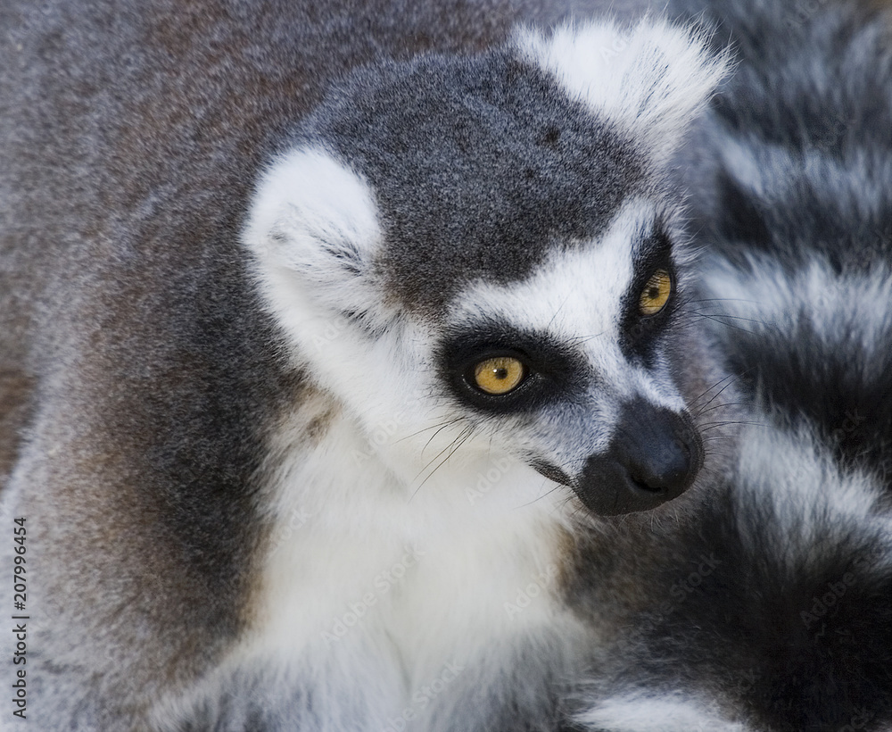 Lemur Head Shot Lemur Head Shot