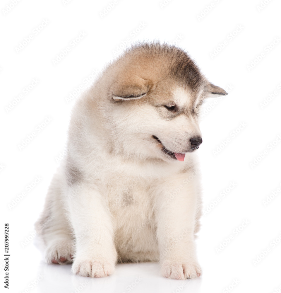 alaskan malamute puppy looking away. isolated on white background