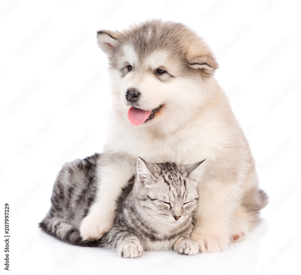 Alaskan malamute puppy hugging a sleepy cat.  isolated on white background