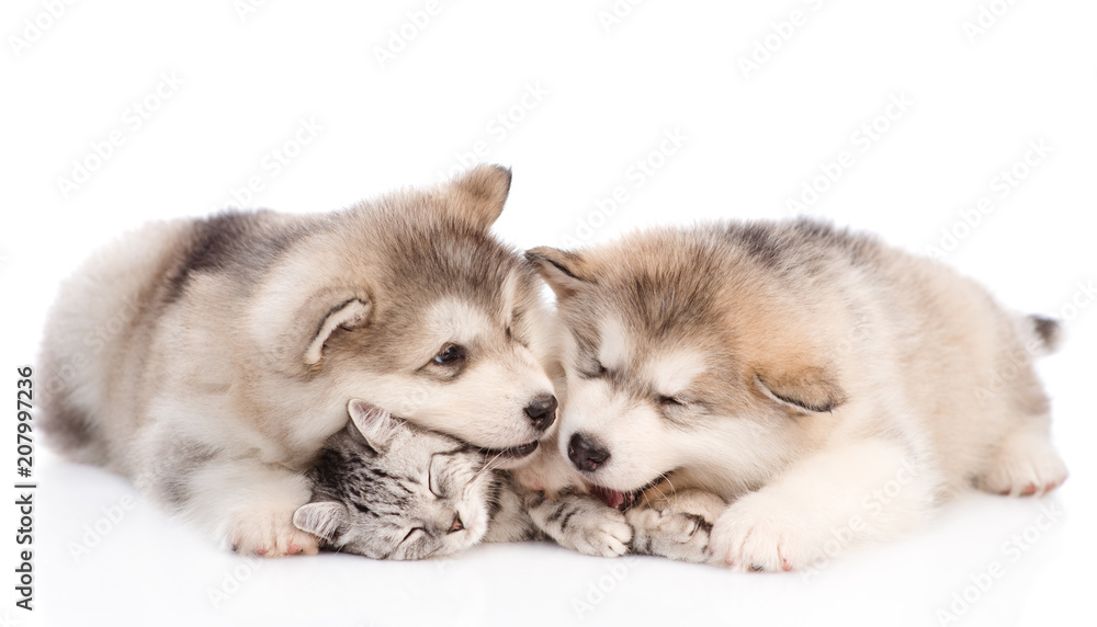 Two playful alaskan malamute puppies  and sleeping cat lying together. isolated on white background