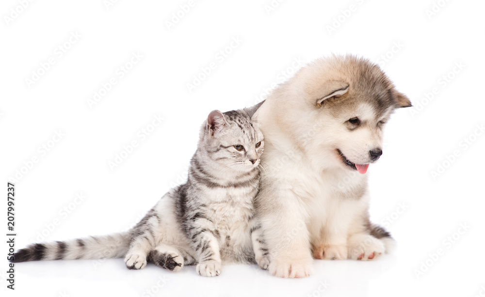 Obraz premium Alaskan malamute puppy and cat looking away together. isolated on white background