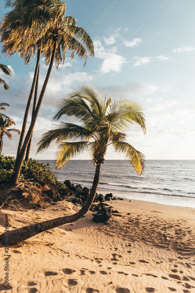 Palm tree on a Beach in Hawaii